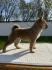 Shiba Inu