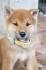 Shiba Inu štenci