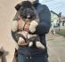 Americka Akita stenci