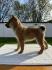 Shiba Inu