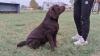 Labrador, spreman za parenje
