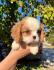 Štenci Cavalier king Charles spaniel