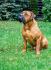 Juznoafricki mastif BOERBOEL-BURBUL