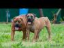 Juznoafricki mastif BOERBOEL-BURBUL