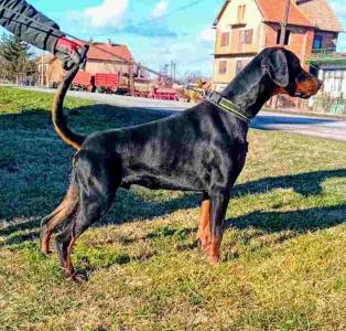 DOBERMAN  na prodaju, mladi  mužjak