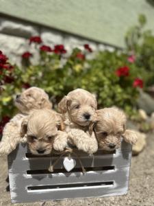 Maltipoo vrhunske genetike