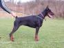 Doberman štenci