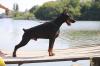 Doberman štenci