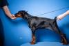 Doberman štenci