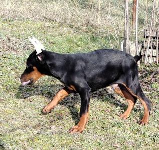 Doberman štenci