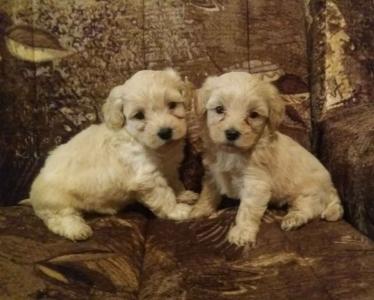 MALTIPOO, štenad, 2  mužijačiça