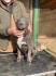 American bully XL