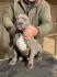 American bully XL