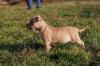 American Bully