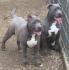 American bully XL 