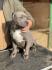 American bully XL