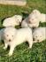 Na prodaju štenci sibirskog SAMOJEDA četiri ženke