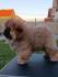 Stenci CHOW CHOW 3 meseca stari