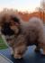 Stenci CHOW CHOW 3 meseca stari