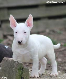 Mini Bull Terijer štenci