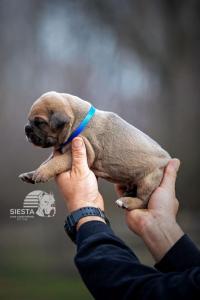 Kane Korso Cane Corso štenci