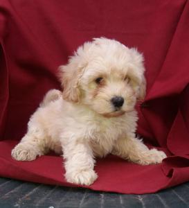 MALTIPOO,   mužijačić, stručno odnegovan