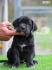 Kane Korso Cane Corso štenci