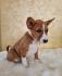 Basenji TOP stenci