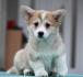 Velski korgi/Welsh Corgi Pembroke