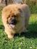 Stenci chow chow, 4 meseca stari