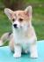 Velski korgi/Welsh Corgi Pembroke