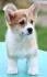 Velski korgi/Welsh Corgi Pembroke