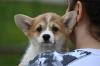 Velski korgi/Welsh Corgi Pembroke