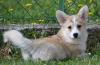 Velski korgi/Welsh Corgi Pembroke