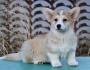 Velski korgi/Welsh Corgi Pembroke