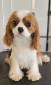 Cavalier King Charles Spaniel, mužjaci za prodaju