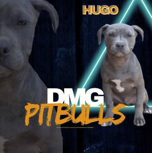 Pitbull prelepi štenci