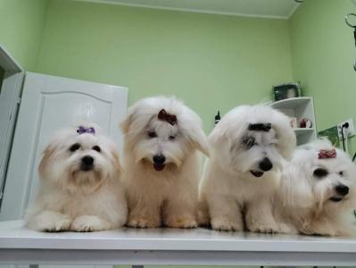 Coton de Tulear (Tulearski pas)