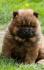 Chow chow