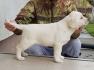 LABRADOR retriver štenci