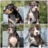 American Bully Klassic/Standard