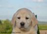 Labrador retriver