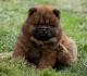 Chow chow