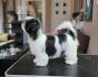 Bichon Havanese ( Havanski bišoni ) vrhunski štenci