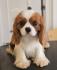 Cavalier King Charles Spaniel, mužjaci za prodaju