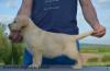 Labrador retriver