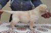 Labrador Retriver vrhunski štenci