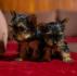 Mini jorksir YORKI