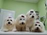 Coton de Tulear (Tulearski pas)