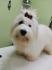 Coton de Tulear (Tulearski pas)